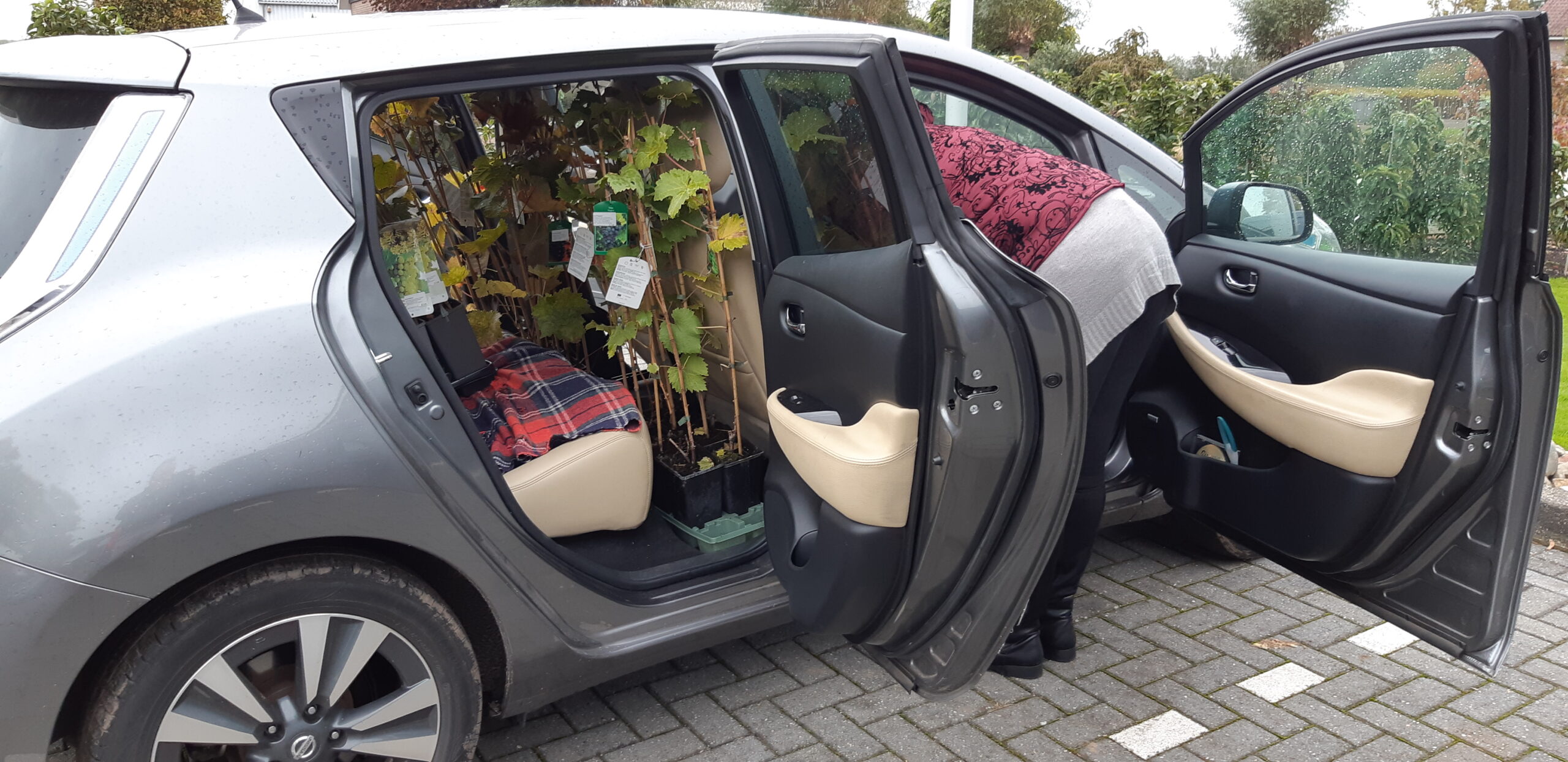 in Boskoop met auto vol druivenplanten