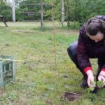 We planten een Bianca in de regen